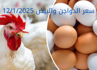 سعر الدواجن والبيض اليوم الأحد 12-1-2025